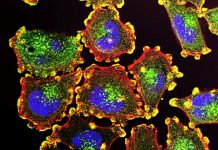 Нановакцина против меланомы