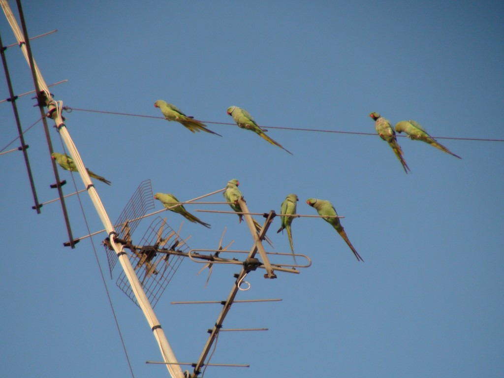 Говорит попугай попугаю: «Я тебя, попугай, попугаю | ИСРАГЕО