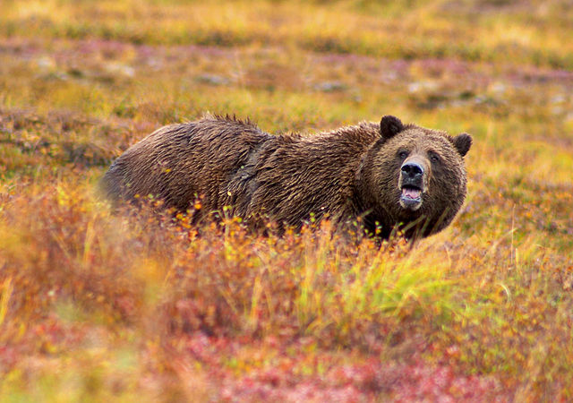 alaska