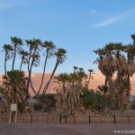 flam_palm-0223