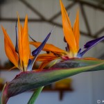 galil_009_20140923_IMG_2606