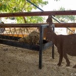 galil_012_20140923_IMG_2610