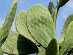 Cactus_IMG_2344