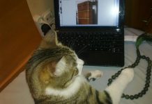 Мемуары кошерного котика