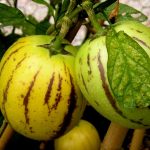 Pepino_Solanum Muricatum_SAM_9112