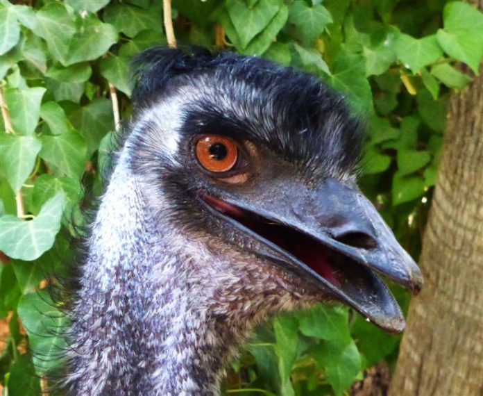 emu (Medium)