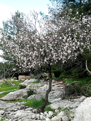 360px-Dayr_Aban_Almond_Tree