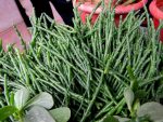 Salicornia europaеa  IMG_2682