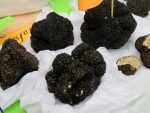 Tuber aestivum IMG_2608
