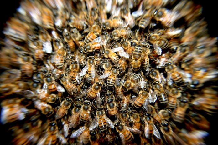 bees