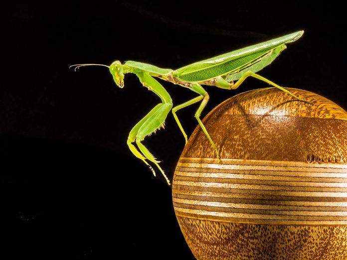 mantis-220991_1280