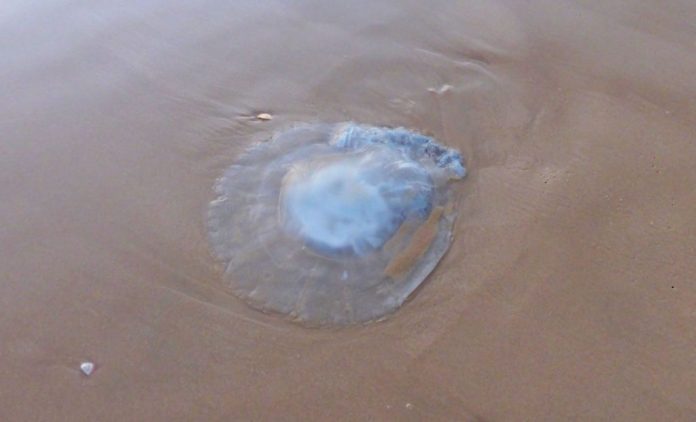 meduzy104