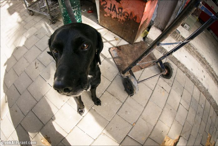 20130208_ta_dog_nose_001_5D3_8151