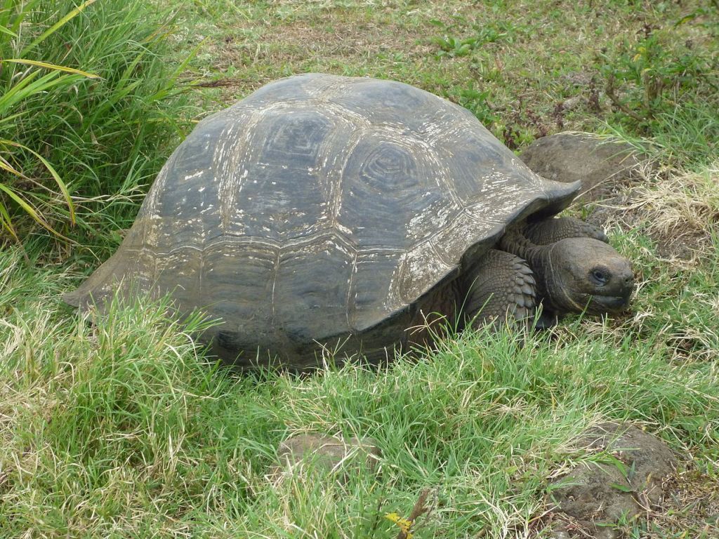 Galapagos3