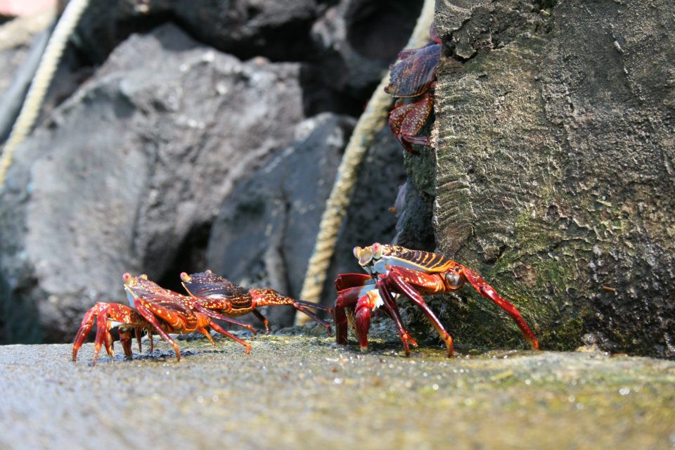 Galapagos4