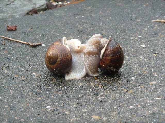 escargots-243303_640