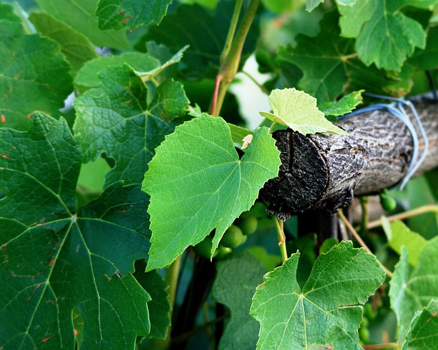 grape-233388_640