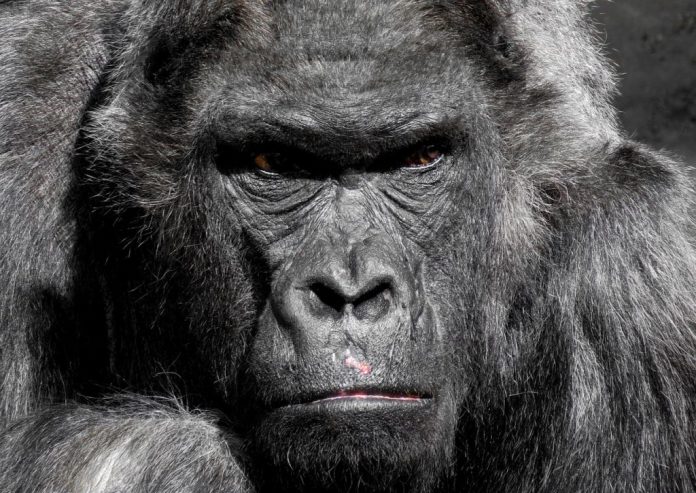 gorilla752875