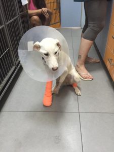 Сделают все возможное, чтобы собака не лишилась обеих лап | Фото: амута "а-клавим ше-ба-цель"
