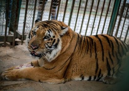 Khan Younis Zoo Gaza Strip 2016