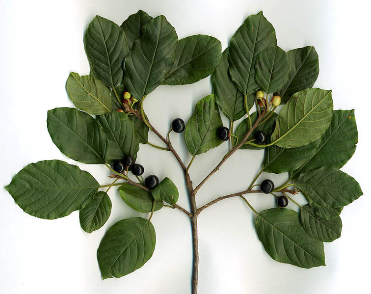 Фото: Википедия, Alder Buckthorn