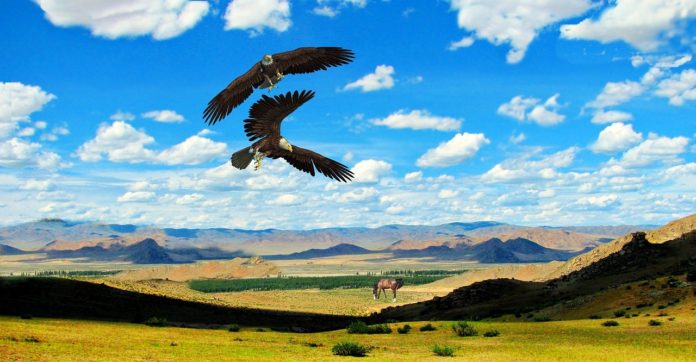 eagles-1032952_1280
