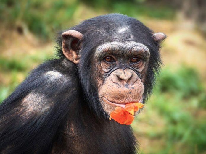 chimpanzee-3703198_1920