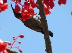 Brachychiton_Pl_IMG_2606