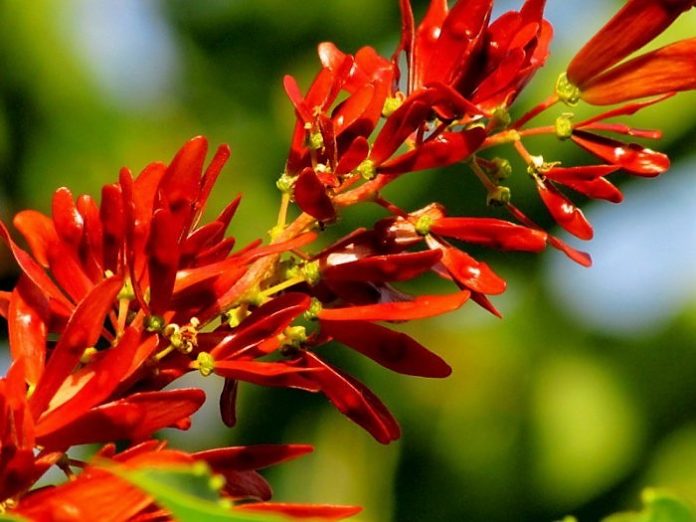 ailanthus-altissima-img_0309 (2)