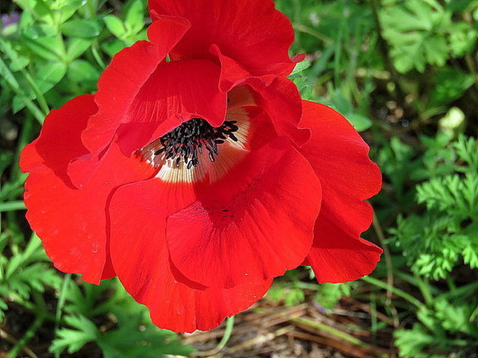 Anemone-coronaria-IMG_5306-003
