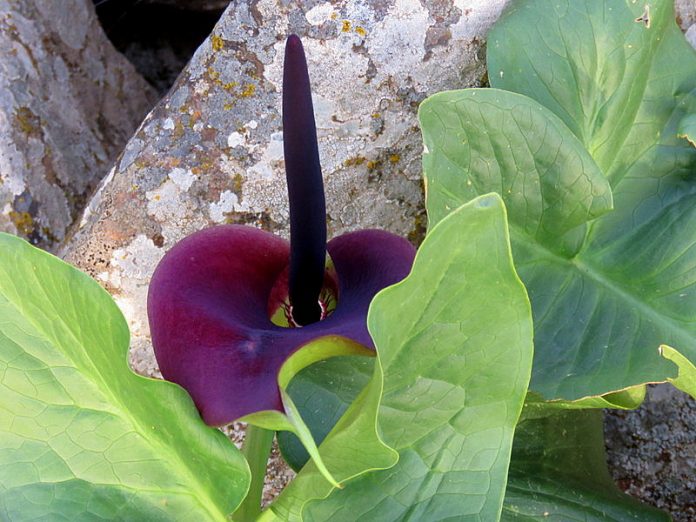 Arum-palaestinum IMG_3523-001