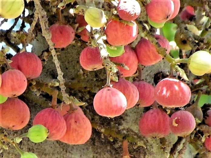 Smokovn_Ficus Sycomorus_IMG_4308 (3)