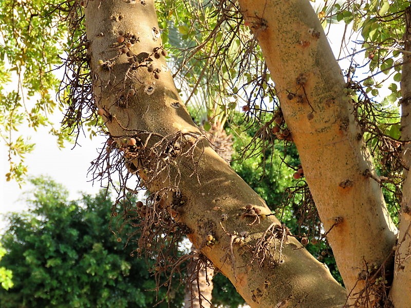 Смаковница это. Фикус сикомор. Сикомор Египетский. Эритрея дерево сикомора. Сикомор корни.