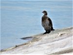 Baklan_IMG_3001 (3)