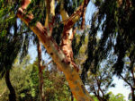 Eucalyptus deglupta IMG_3813