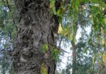 Gleditsia × texana IMG_5528-001 (2)