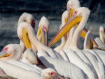 Pelecanus Linnaeus_IMG_1517-001