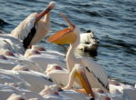 Pelecanus Linnaeus_IMG_1525-003