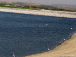 Pelecanus Linnaeus_IMG_1688-001