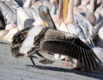 Pelecanus Linnaeus_IMG_4021