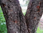 Quercus suber IMG_1884-001