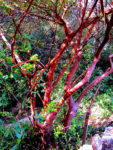 Zemlian_Arbutus_IMG_6624-001