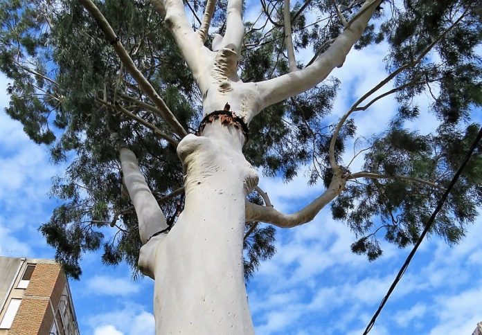 Eucalyptus Citriodora IMG_7690-001 (2)