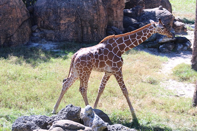 giraffes-1150838_640