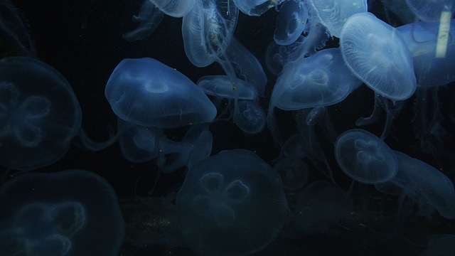 jellyfish-2559957_640