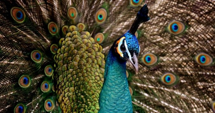 peacock308-