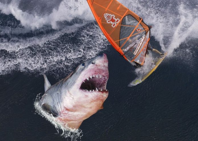 shark2017046