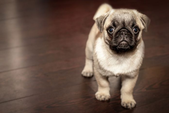 pug292-