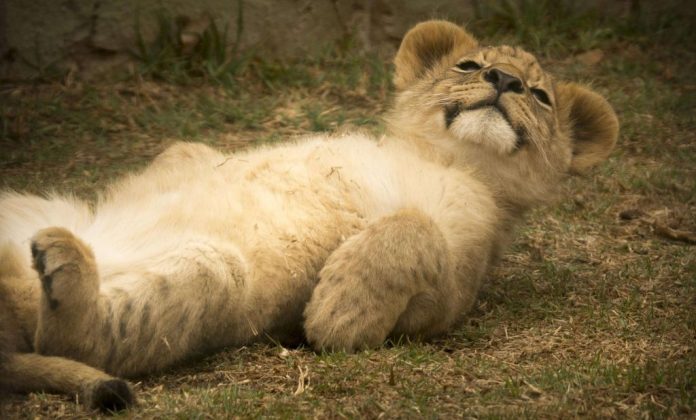 zamerlion-