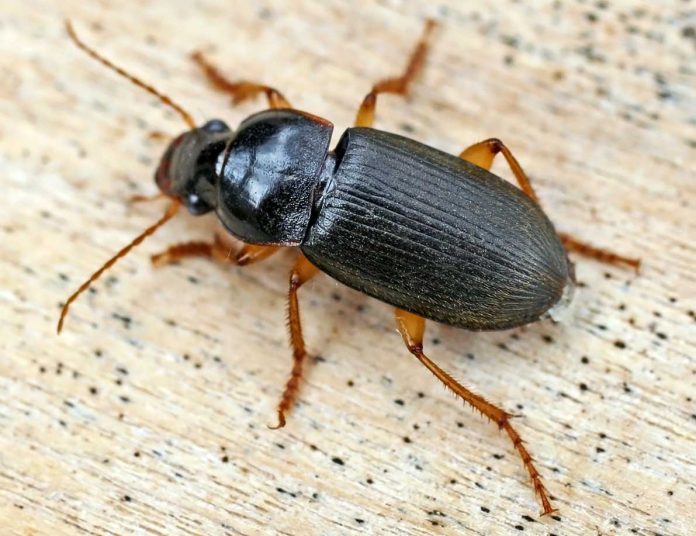 Carabidae